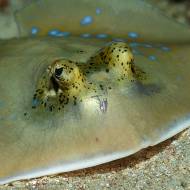 lembeh_96