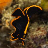 RAJA AMPAT