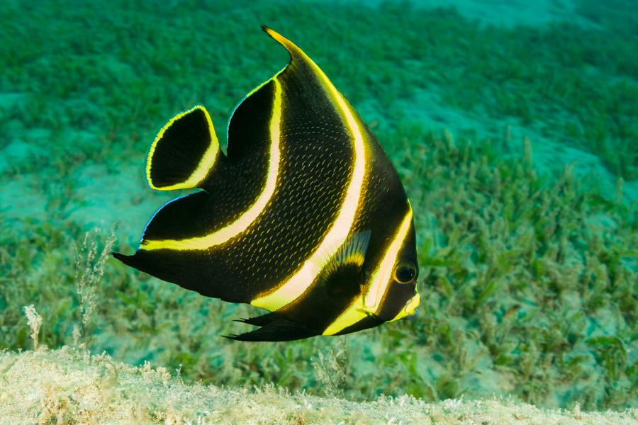 caraibes_62