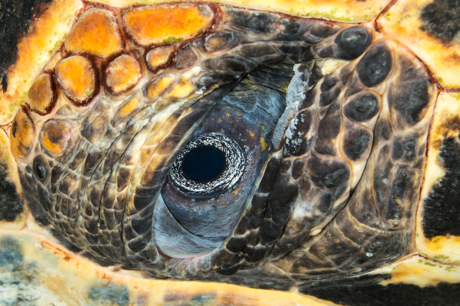 caraibes_73