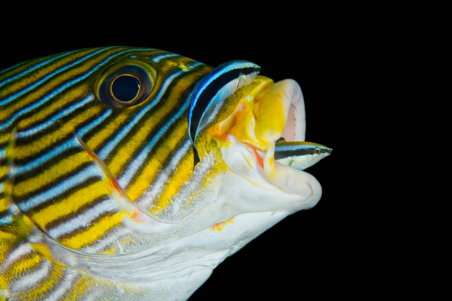 komodo_55
