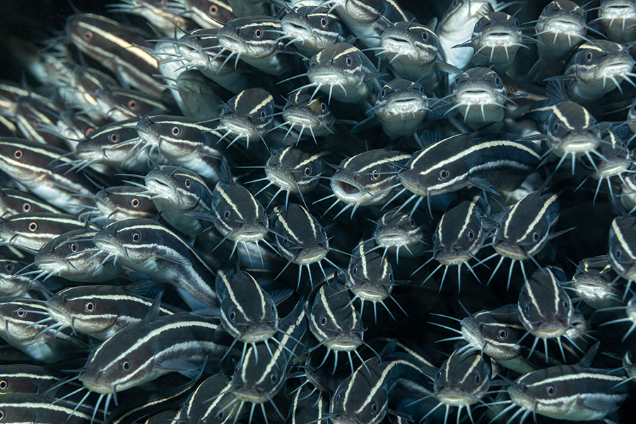lembeh_100