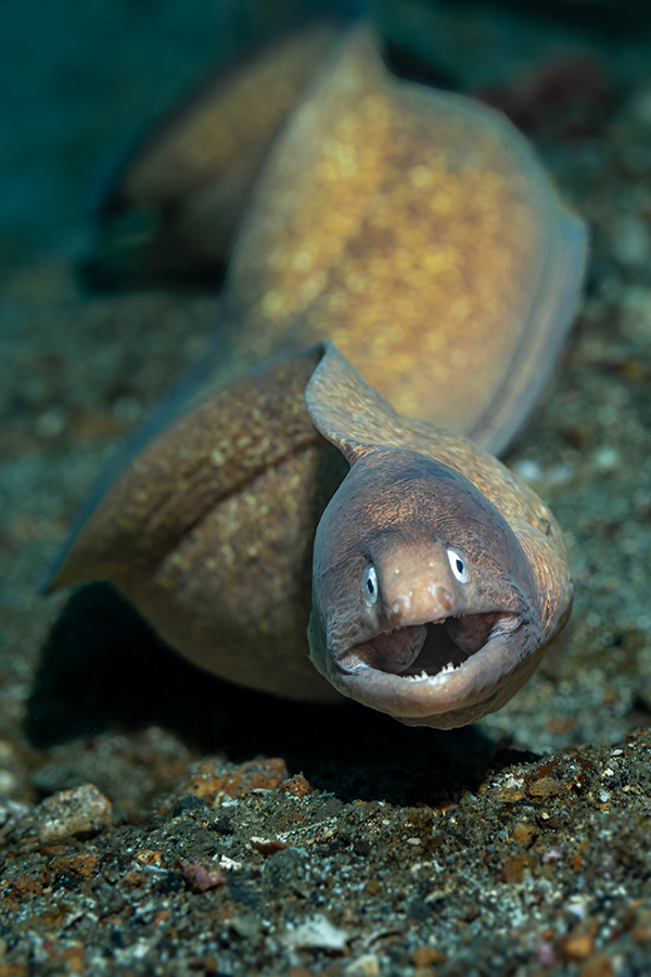 lembeh_101
