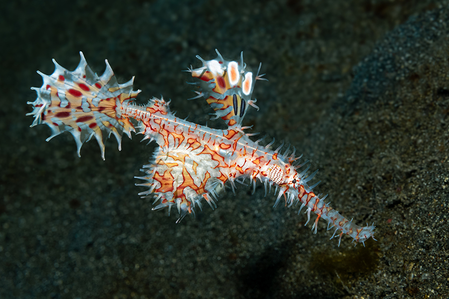 lembeh_102