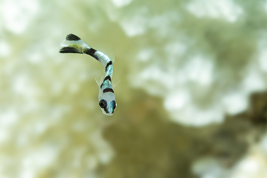 lembeh_109