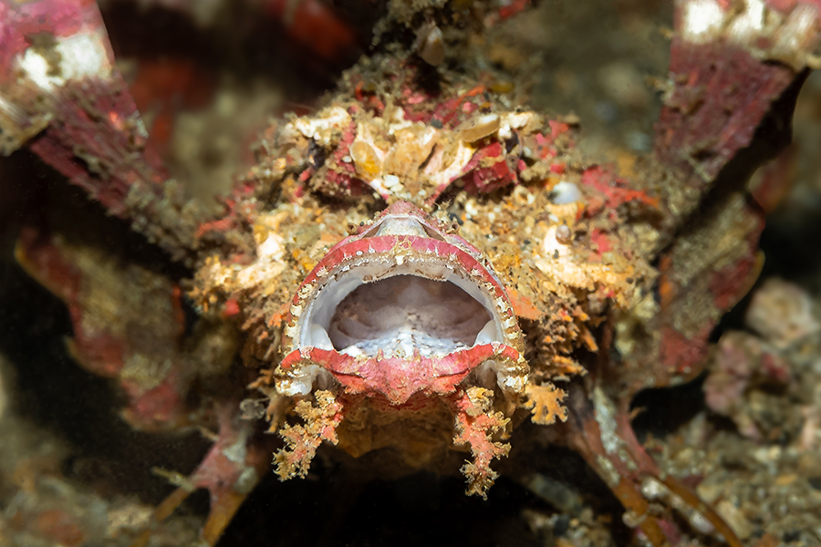 lembeh_111
