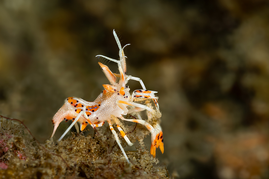 lembeh_113