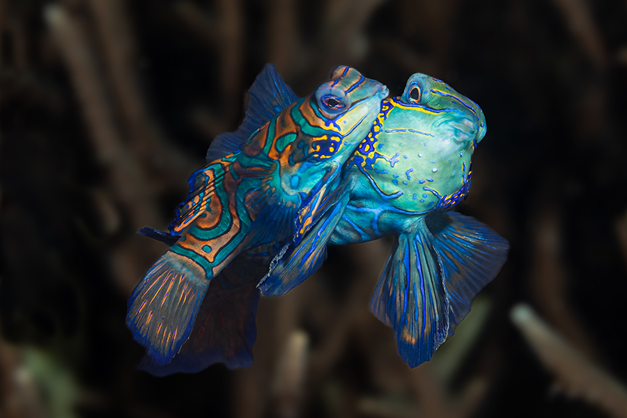 lembeh_114