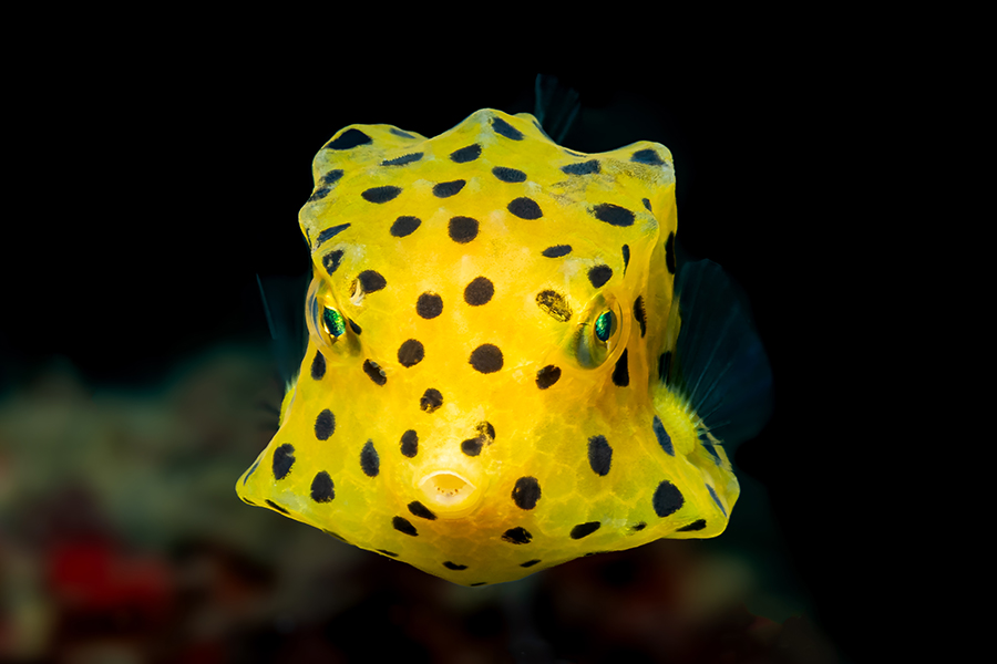 lembeh_115