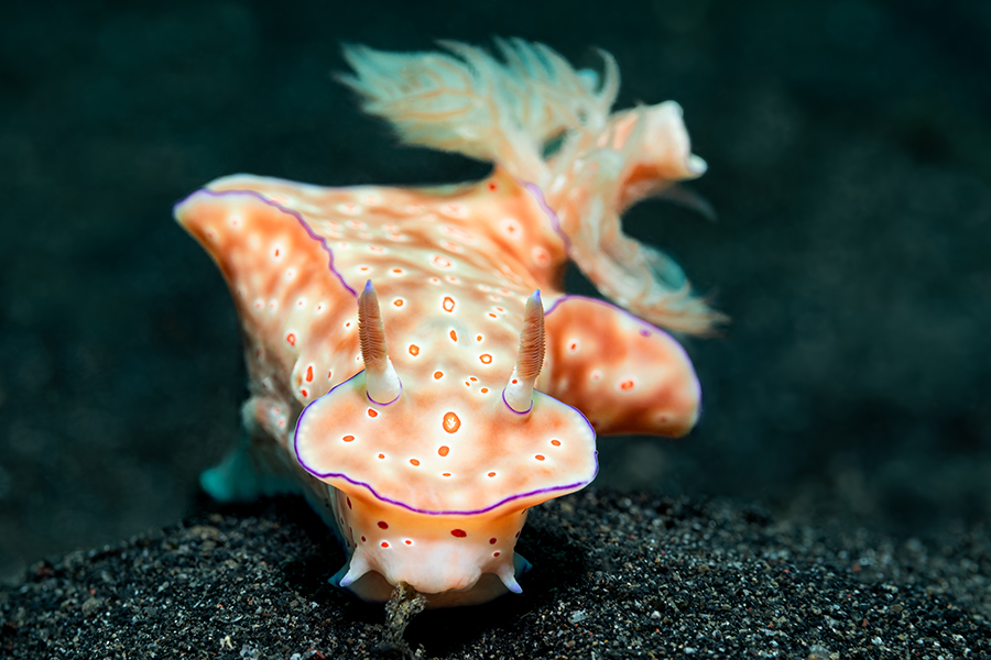 lembeh_116