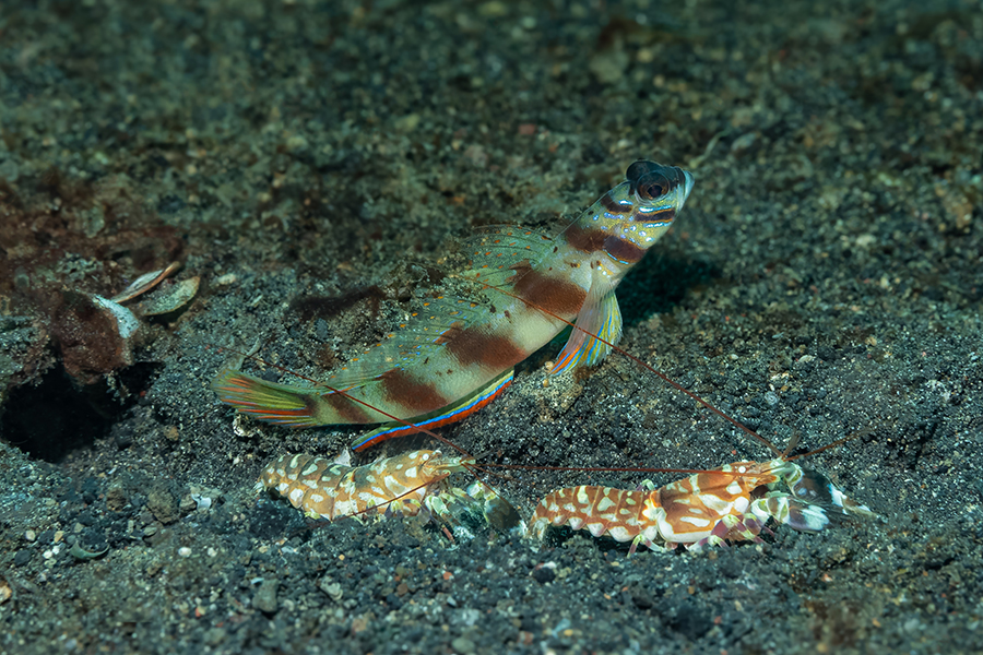 lembeh_117