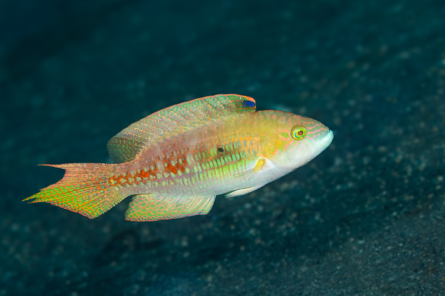 lembeh_118