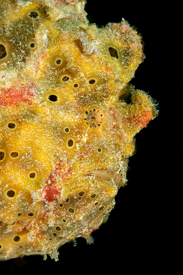 lembeh_123