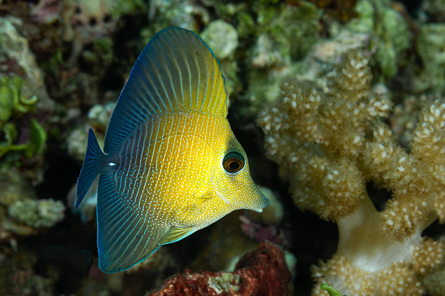 lembeh_20