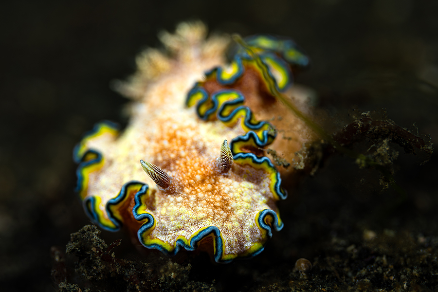 lembeh_62