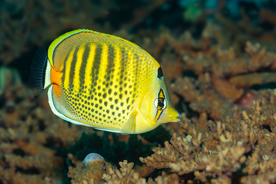 lembeh_80