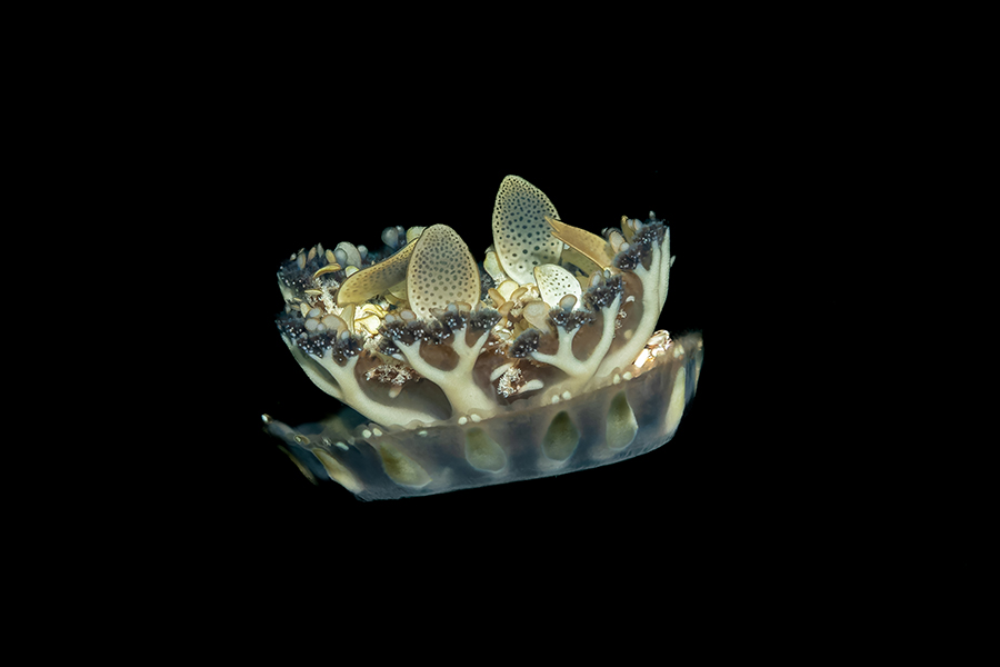 lembeh_81