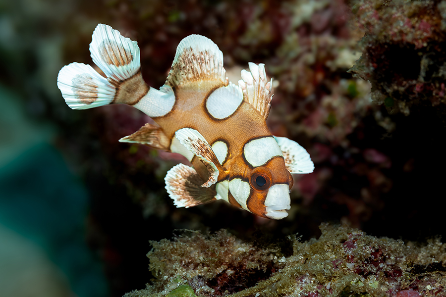 lembeh_82
