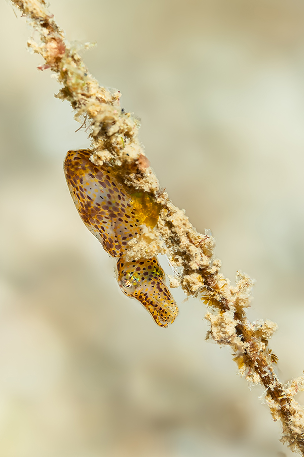 lembeh_83