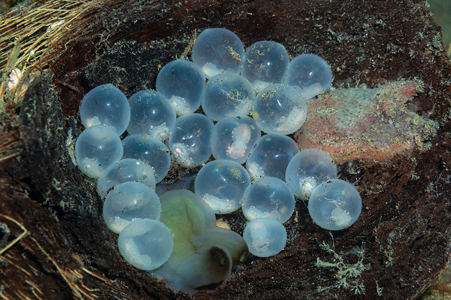 lembeh_87