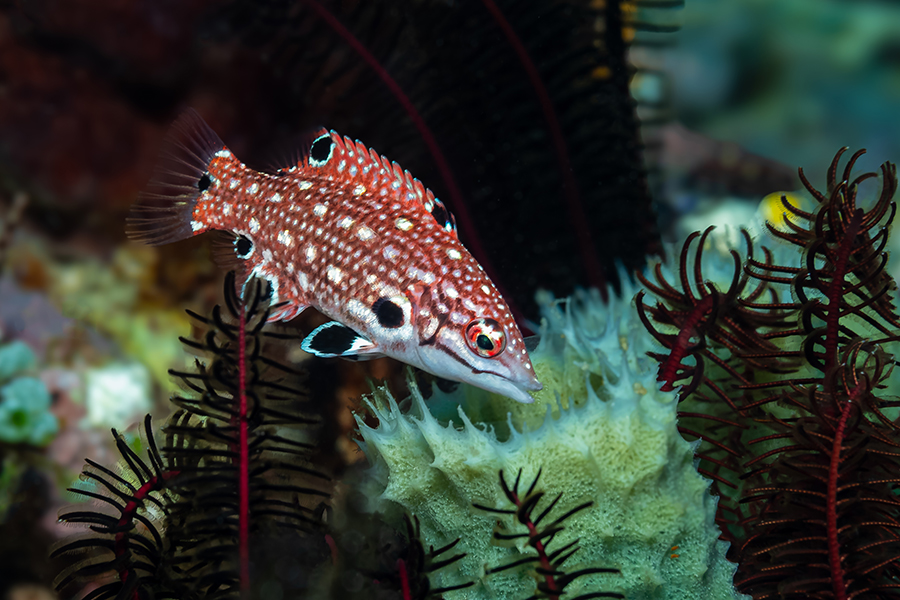 lembeh_89
