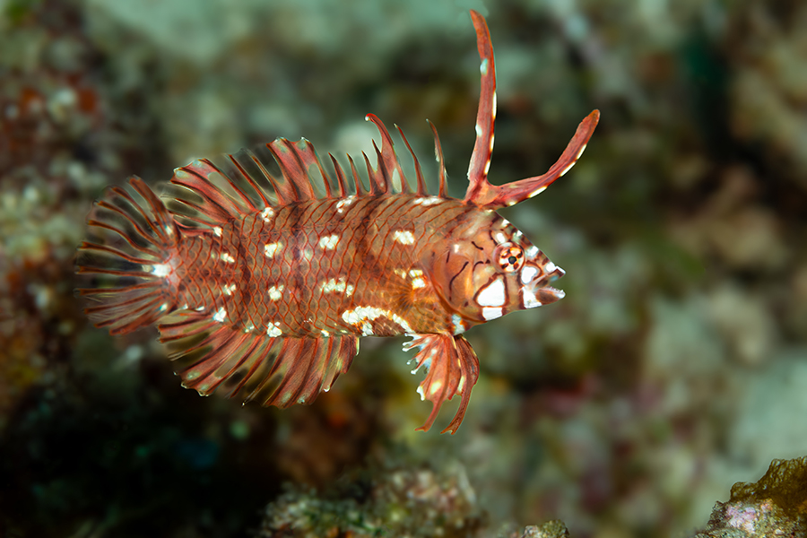 lembeh_97