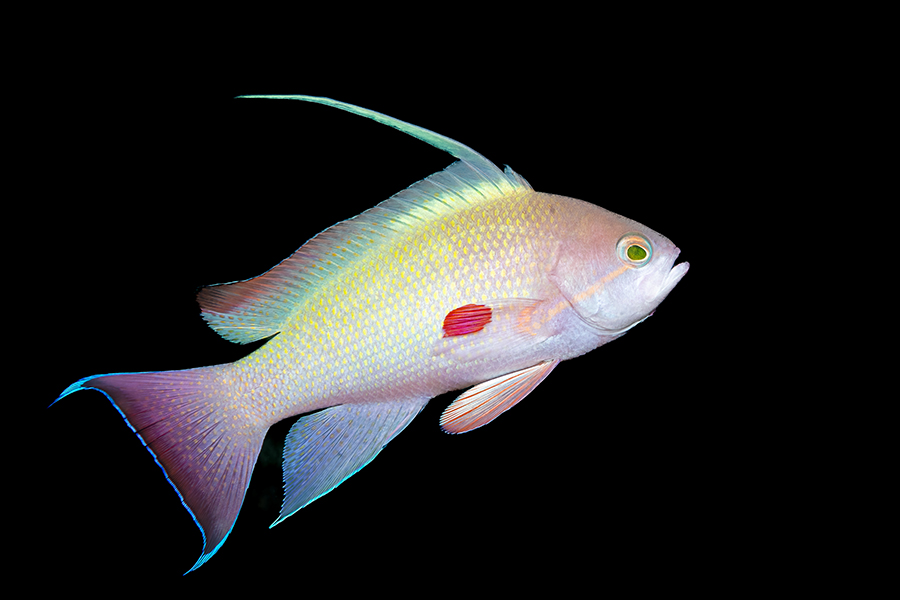 lembeh_98