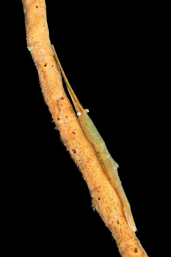 lembeh_99