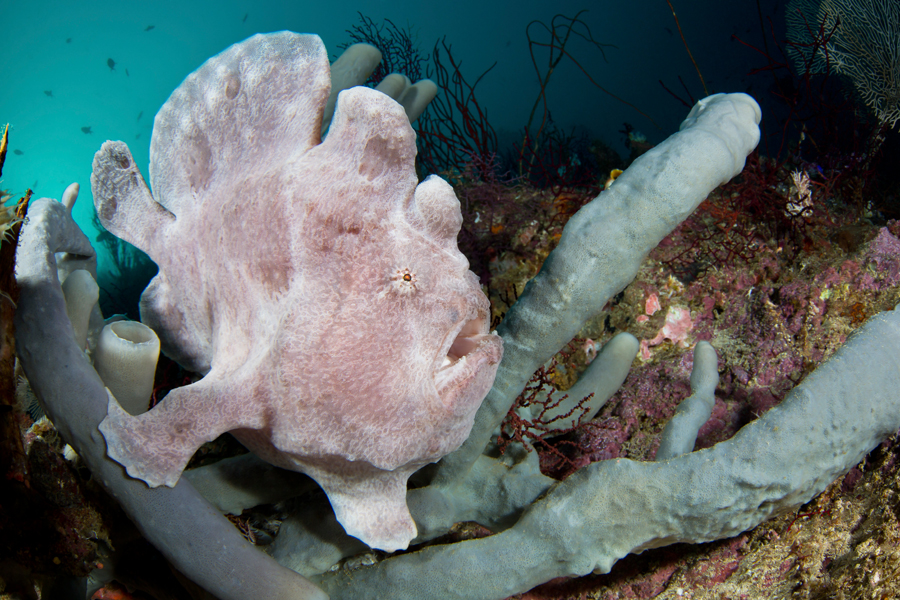 rajaampat_01