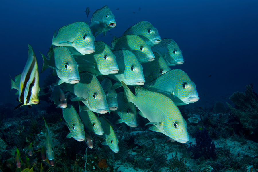 rajaampat_02