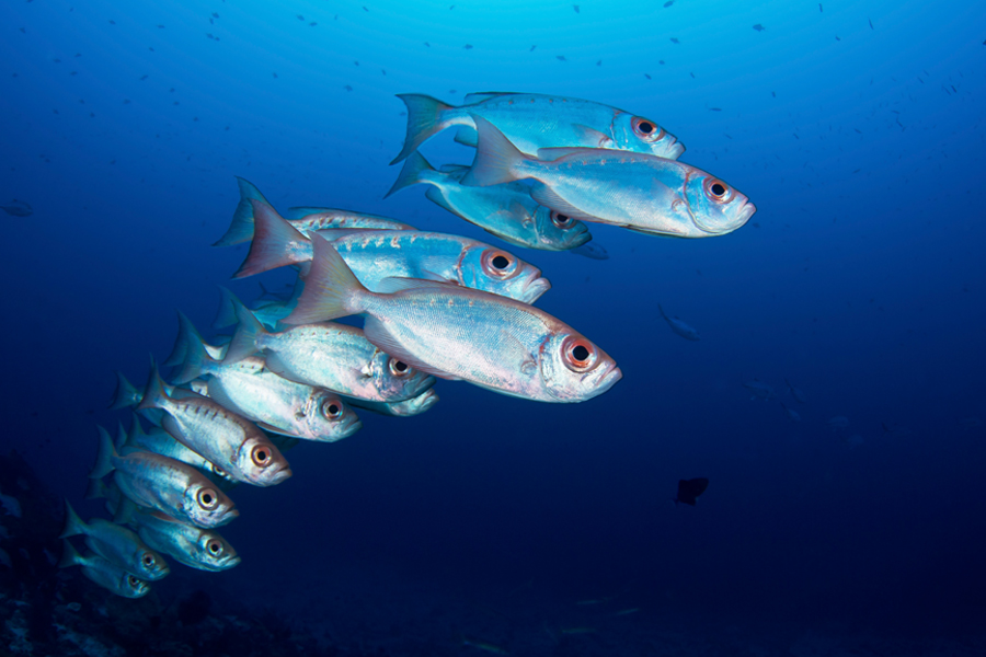 rajaampat_03
