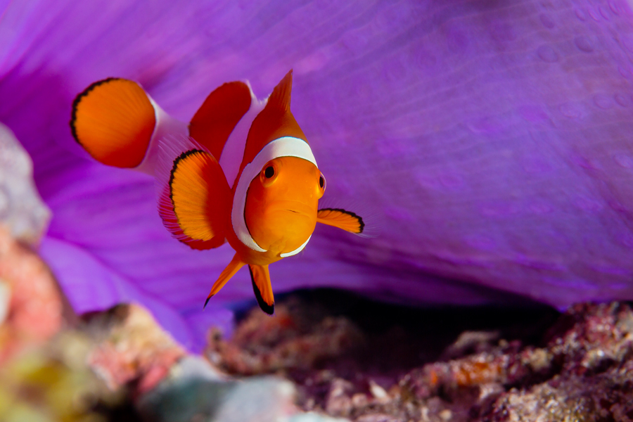 rajaampat_05