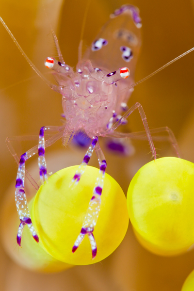 rajaampat_06