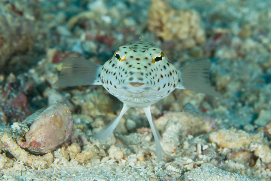 rajaampat_07