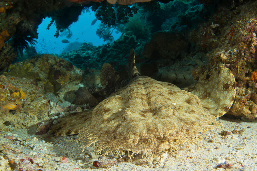 rajaampat_08