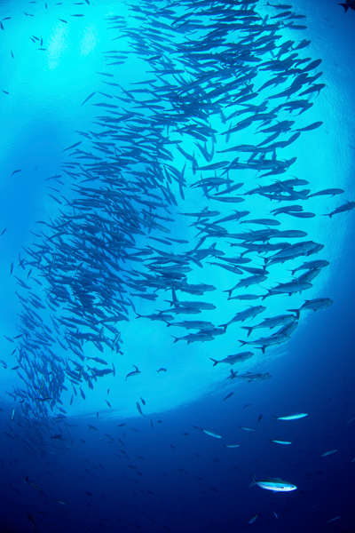 rajaampat_09