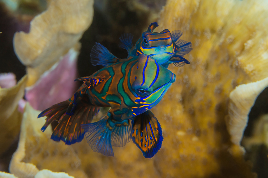 rajaampat_10