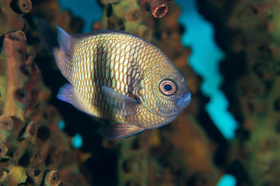 rajaampat_13