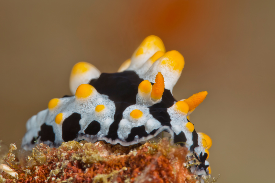 rajaampat_14