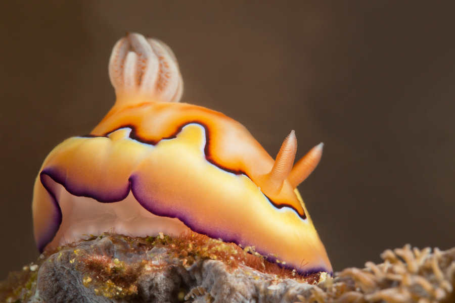 rajaampat_16