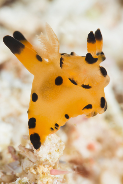 rajaampat_17