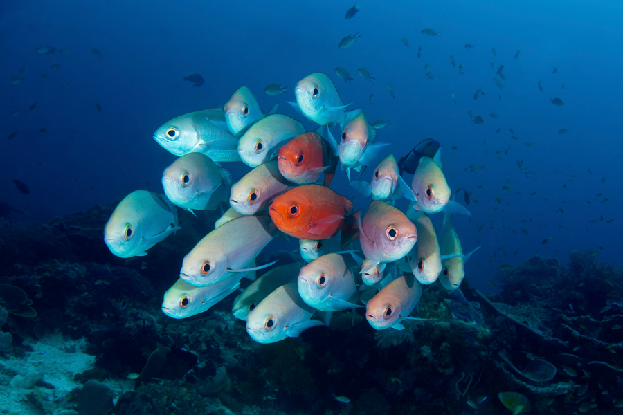 rajaampat_18