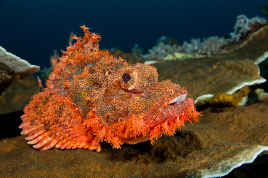 rajaampat_19