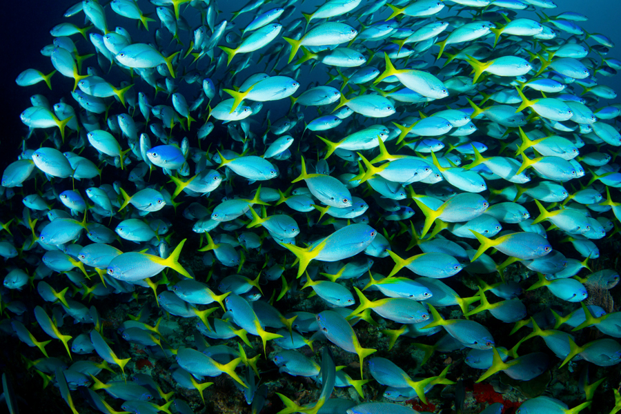 rajaampat_20