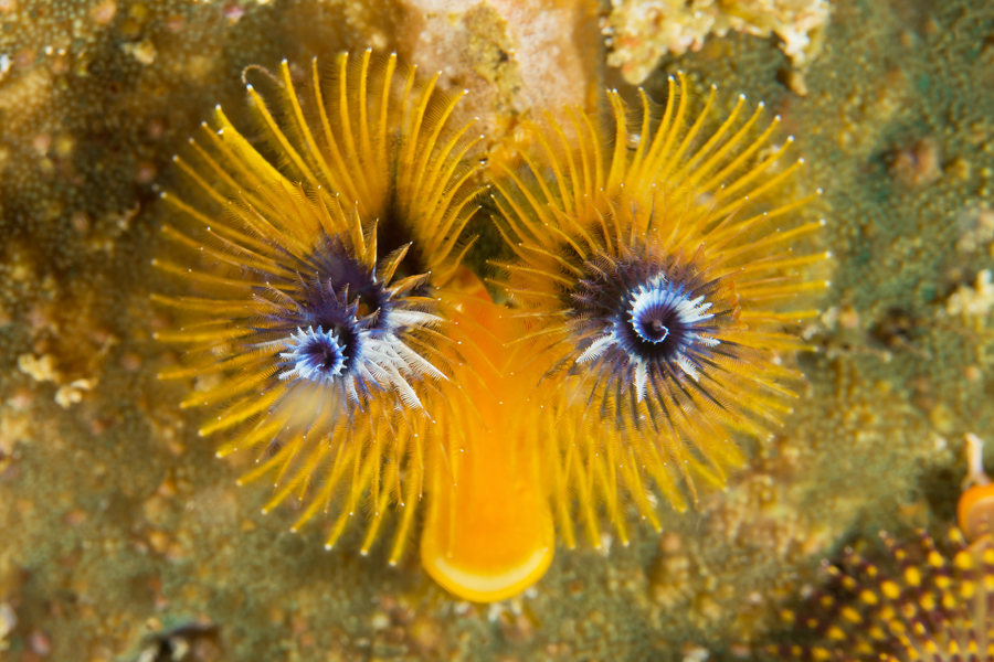 rajaampat_22