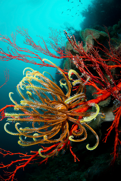 rajaampat_23