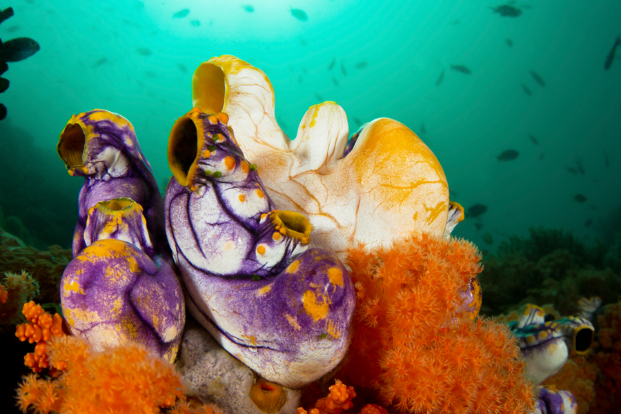 rajaampat_25