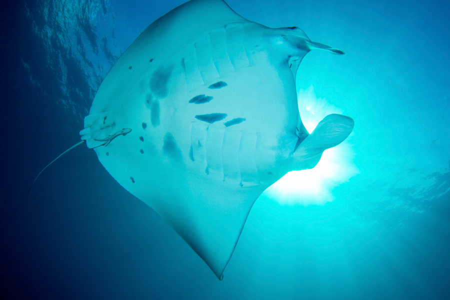 rajaampat_26