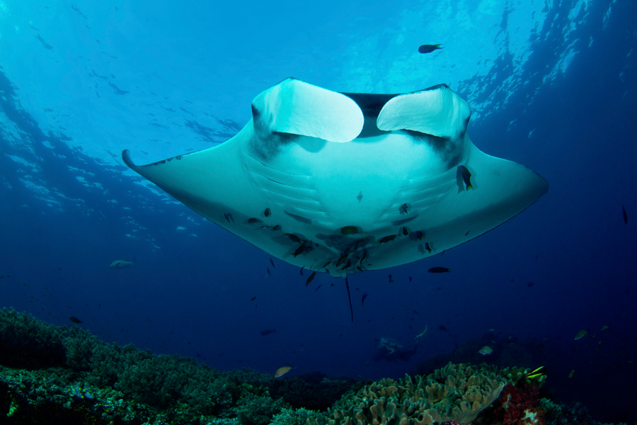 rajaampat_27