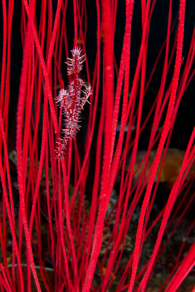 rajaampat_29
